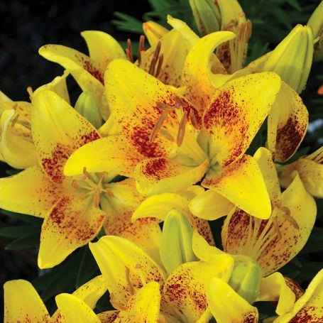 Lilium LILY LOOKS 'Tiny Nugget' Asiatic Lily | Willard Bay Gardens